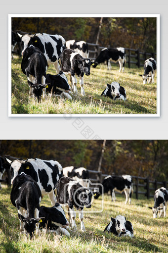 牧场上的一群奶牛图片