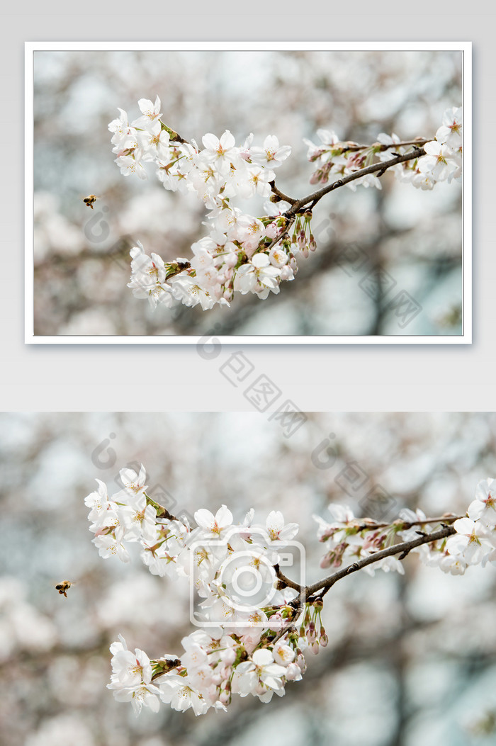 飞舞的蜜蜂和绽放的樱花图片图片