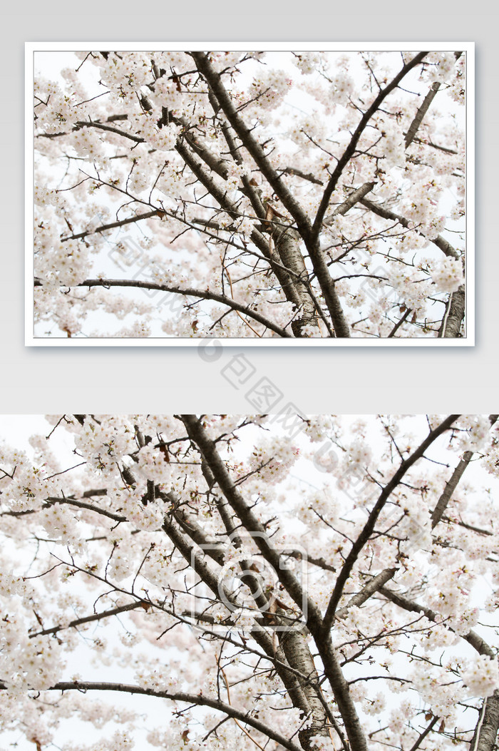 春天绽放的满树樱花图片图片
