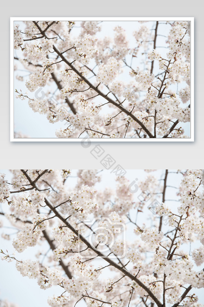 蓝天下绽放的满树樱花图片图片