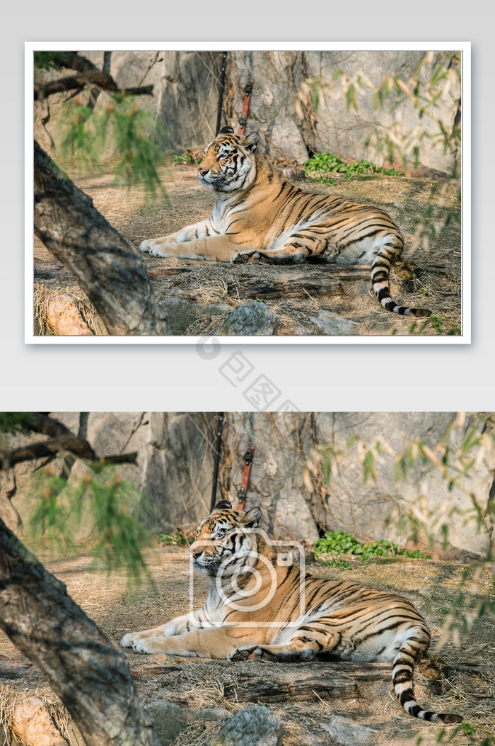 动物园中侧卧的老虎图片图片