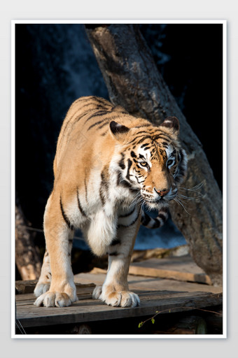 动物园中眼神犀利的老虎图片
