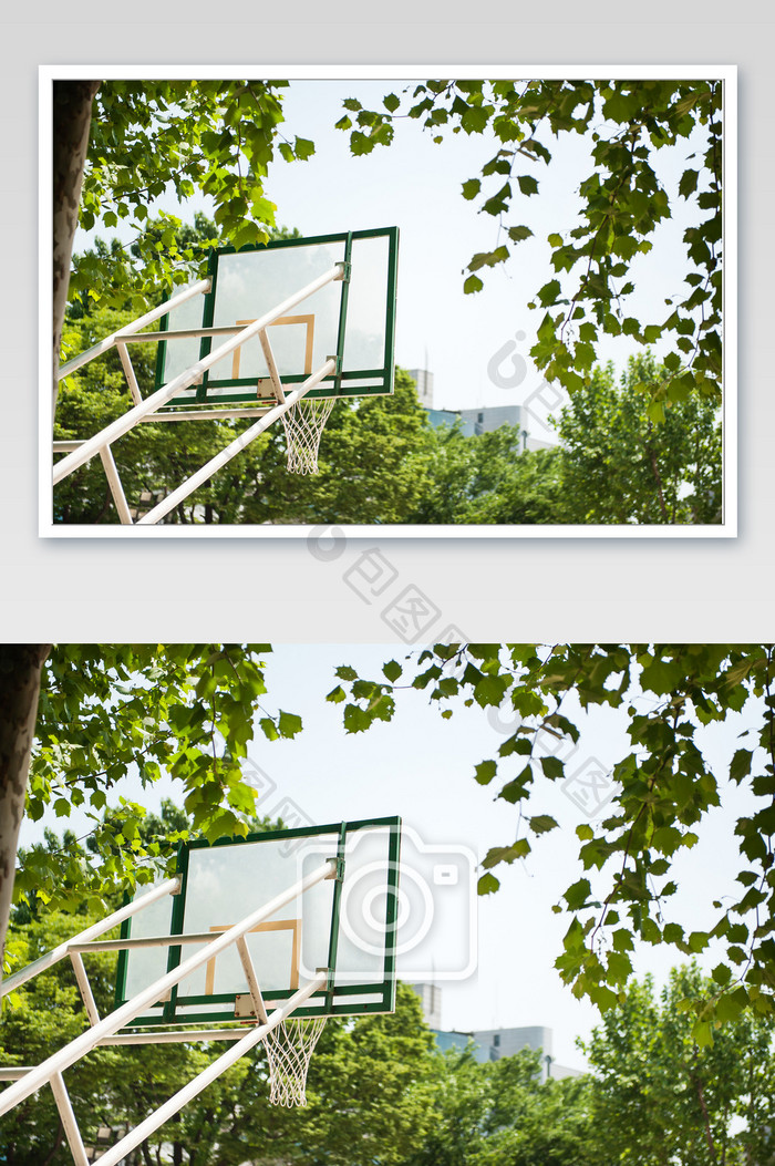 在树下的篮球框特写