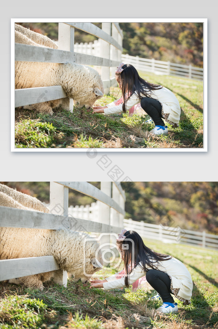 蹲在草地上喂小绵羊的小朋友