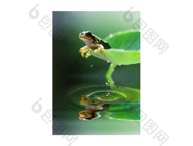 绿色清新自然青蛙插图