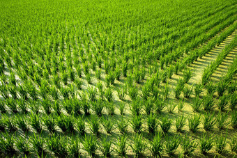 大米帕迪农场春天麦苗农作物风景摄影图