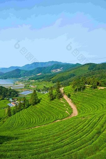 绿色茶农场自然山间湖泊风景摄影图