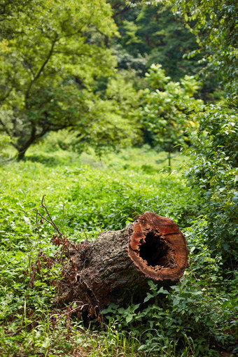 <strong>树</strong>洞植物Jangneung