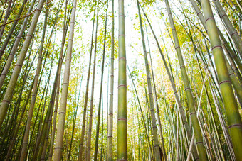 竹子韩国共和国茂密的树丛