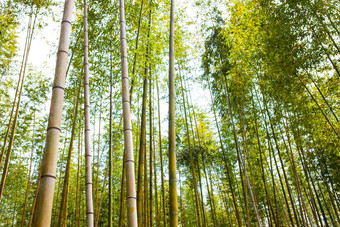 竹子韩国共和国绿色