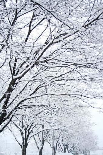 树天气<strong>植物</strong>雪景