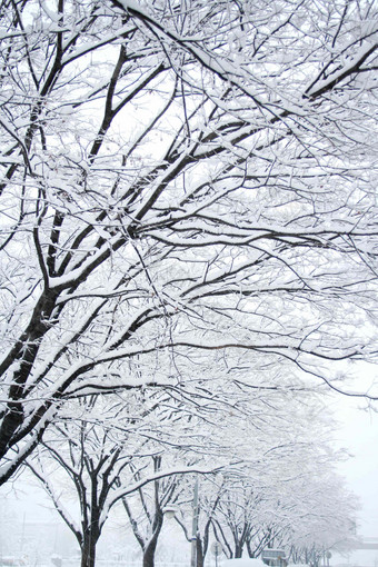 <strong>树</strong>天气植物雪景