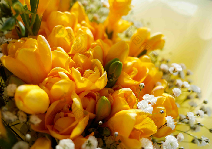 小苍兰黄色的花束摄影图