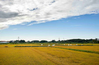 大米帕迪农场<strong>区域</strong>