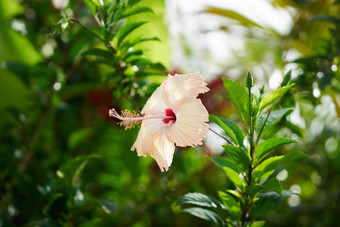 鲜花<strong>绿植</strong>自然植物特写摄影图