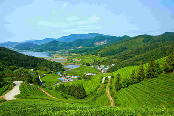 零星分布的村落茶叶梯田大山森林风景摄影图