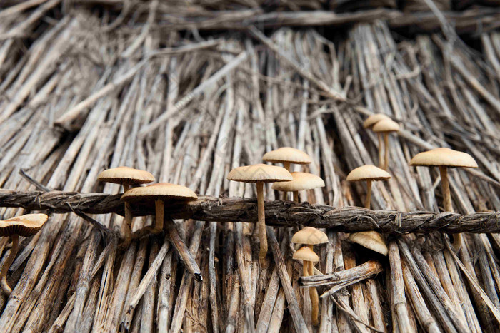 草屋房顶上的蘑菇丛特写摄影图
