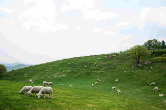 山坡山丘上下羊群在吃草