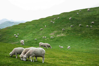 山丘山坡上下一群羊在吃草