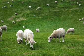 一群羊在草原上吃草