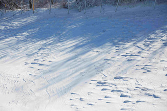 森林雪地积雪场景