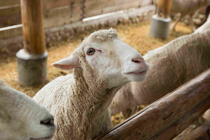 高视角俯拍农家一只羊特写