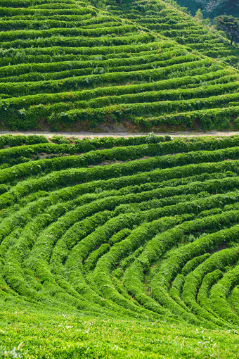 广袤的绿茶叶梯田自然风景摄影图