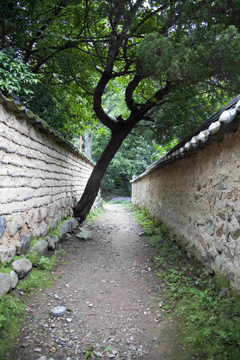 庆州乡村小路土屋参天大树风景摄影图