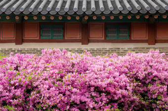 <strong>皇家</strong>杜鹃花开花Changdeokgung