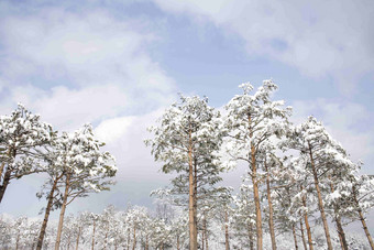 雪景场景<strong>森林公园</strong>