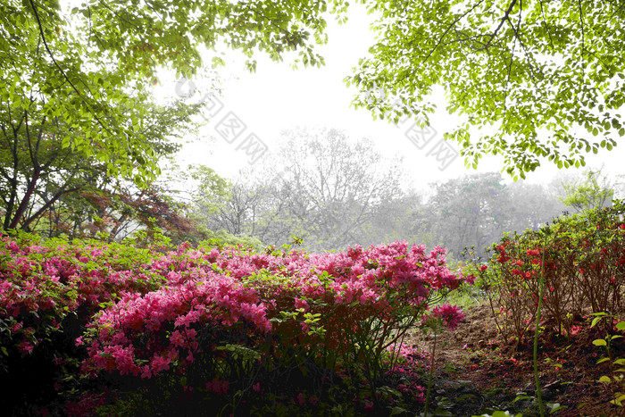 森林开花公园天空