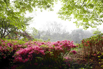 森林开花公园天空