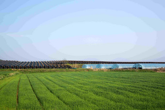 大米帕迪农场绿植景观摄影图