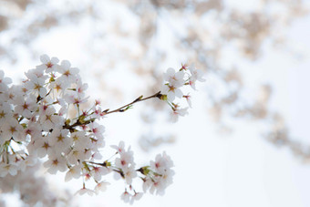 樱桃花朵<strong>树春天</strong>风景特写摄影图