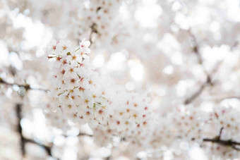 樱桃花朵唯美特写摄影图