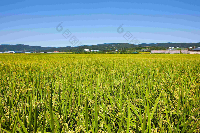 秋天Gyeongsangbukdo省Gyeongjusi