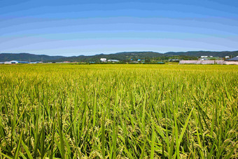 秋天Gyeongsangbukdo<strong>省</strong>Gyeongjusi