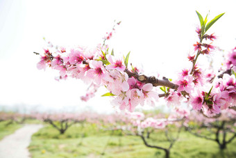 桃子开花韩国<strong>自然</strong>