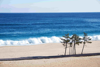 海边沙滩小树白哗哗的浪花涌向海边