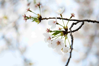 樱桃花朵树颤动的树枝特写摄影图