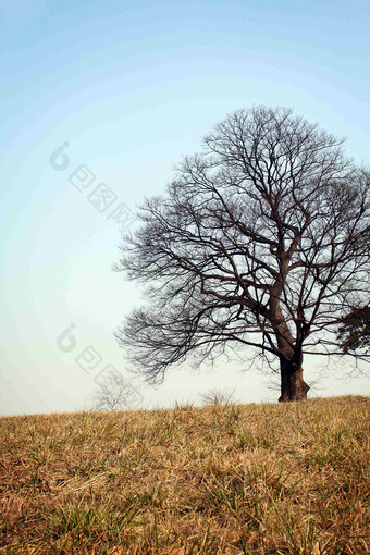 秋天里孤独的参天大树摄影图