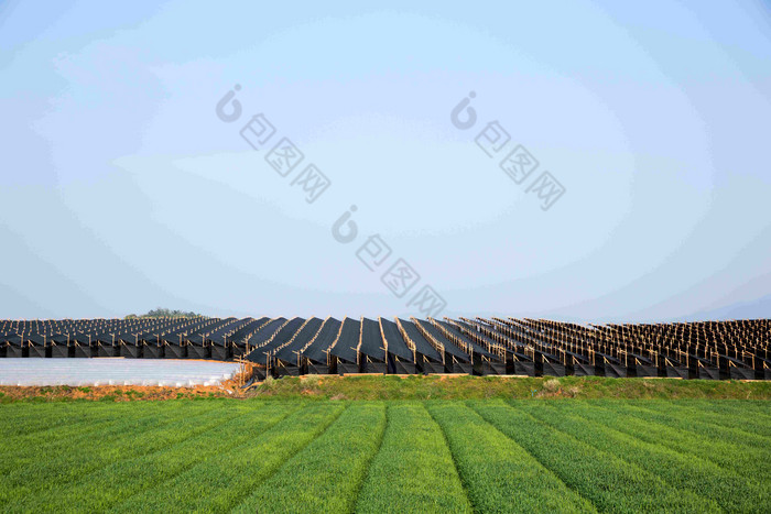 大米帕迪农场温室绿植摄影图