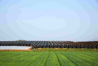 大米帕迪农场温室绿植摄影图