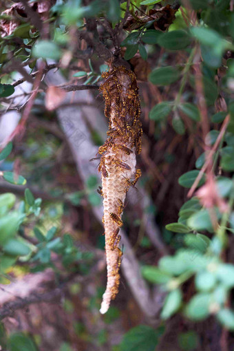 蜜蜂<strong>蜂窝</strong>植物户外