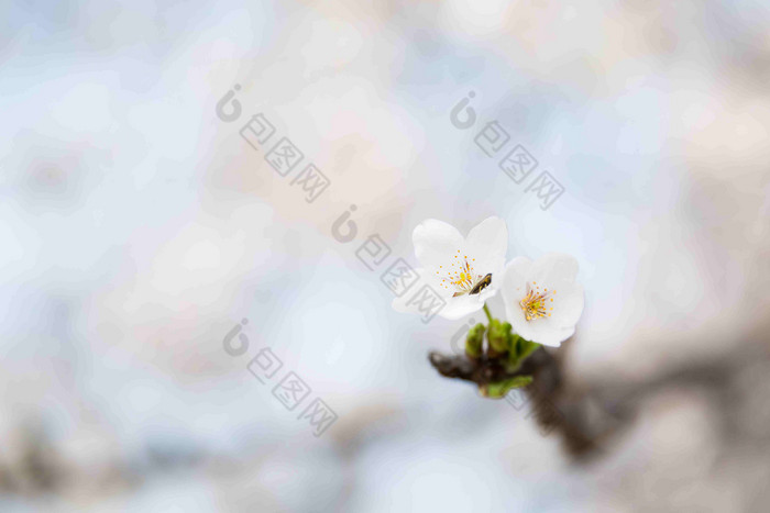 樱桃花朵树旅行白色特写摄影图