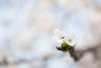 樱桃花朵树旅行白色特写摄影图