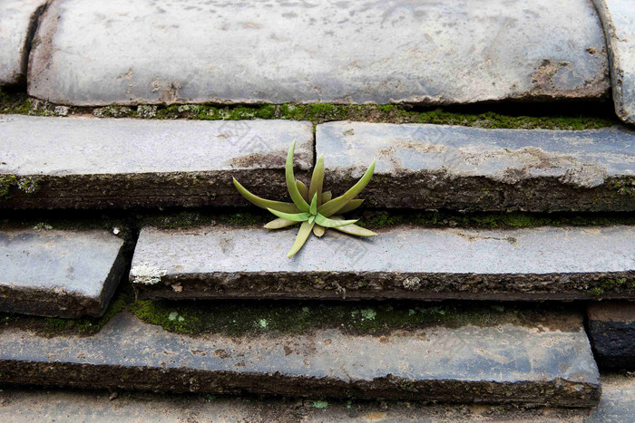 房瓦砖缝里新生的花草特写摄影图