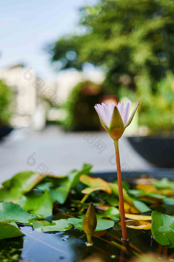 水莉莉池塘白色