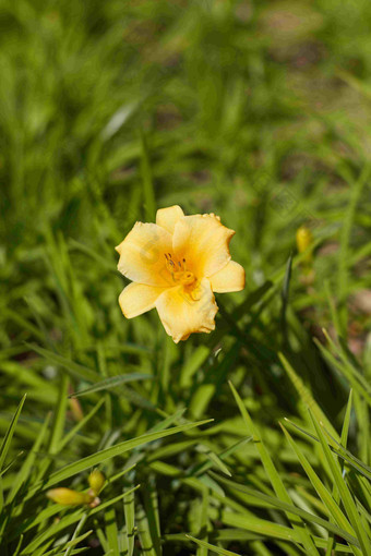 黄花菜一天莉莉<strong>开花</strong>