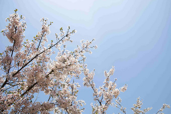 樱桃花朵树白色